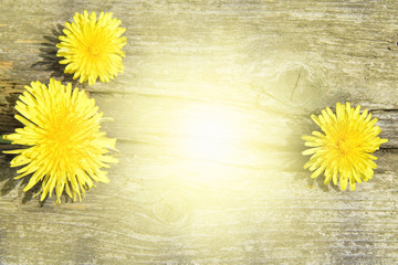 solar fluffy flowers/Three yellow dandelion against a background of very old wooden surface top view 