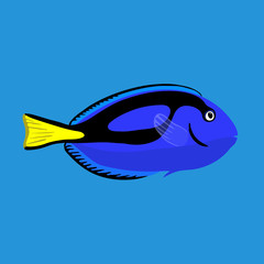 Tropical ocean surgeon fish, vector illustration