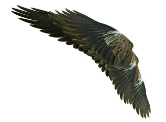 Wings isolated on white