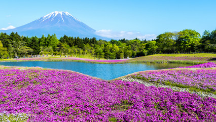 Obraz premium Fuji with the field of pink moss at Shibazakura festival, Yamana