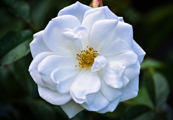 Beautiful white rose