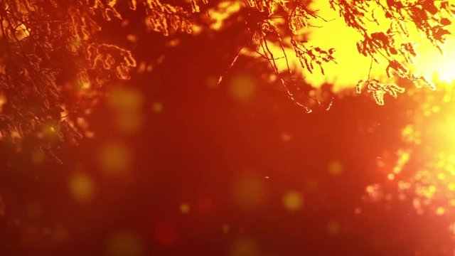 Pollen and tree leaves on the wind in sunset HD