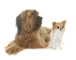 Briard and chihuahua