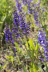 Naklejka premium Wiesensalbei