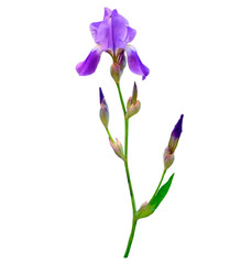 spring flowers  iris isolated on white background. beautiful flo