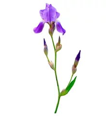 Printed roller blinds spring flowers  iris isolated on white background. beautiful flo