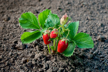Fresh ripe red strawberry in the garden.