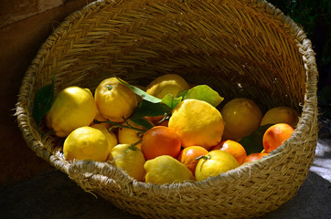 Zitrusfrüche in einem Bastkorb