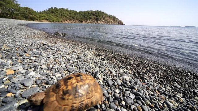 Turtle crawling on the beach on a sunny day in the wild.