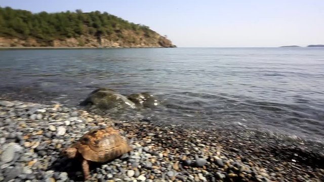 Turtle crawling on the beach on a sunny day in the wild.