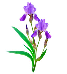 spring flowers  iris isolated on white background. beautiful flo