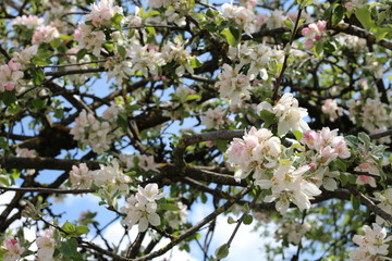 Birnenbaumblüten