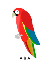 Ara parrot. Red ara vector illustration. Exotic ara bird in flat design.  Geometrical ara isolated on white background. Tropical cartoon ara