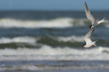 Common Terns diving