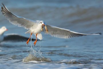 Gull splashing in the sea