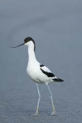 Pied avocet with grey background