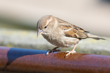 House Sparrow sitting