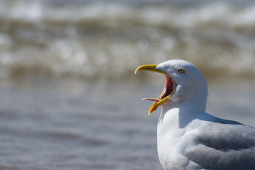 Seagull calling with tongue showing