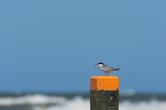 Common Tern on a beach pole