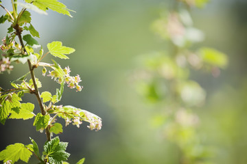 Spring currant bushes