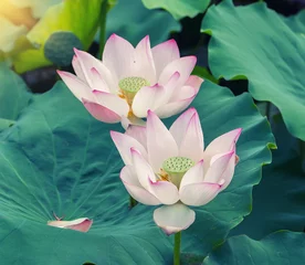 Tableaux sur verre fleur de lotus blooming lotus flower