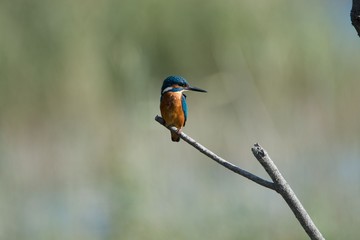 Kingfisher (Alcedo atthis)