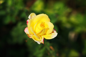 Some orange yellow roses in the garden