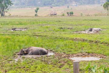 Buffalo in grass field in Thailand