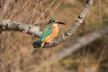 Kingfisher