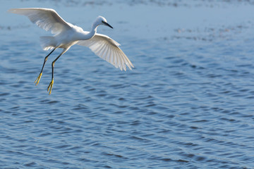 Little Egret flying over water