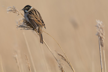Reed Bunting eating