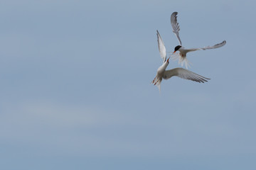 Fototapeta na wymiar Terns fighting in flight