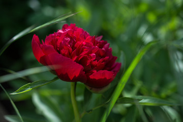 Peony