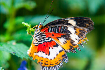 Fototapeta na wymiar Close-up of butterfly sitting on green leaf