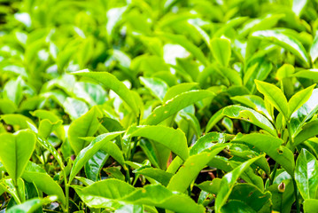 Tea bush leafs close up