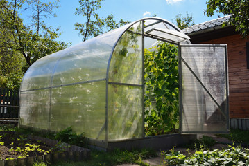 Greenhouse with cucumber plants in back garden