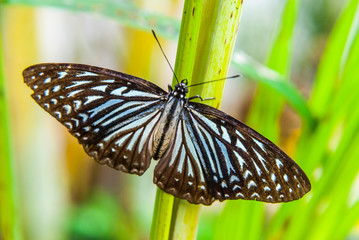 Close-up of butterfly sitting on green leaf