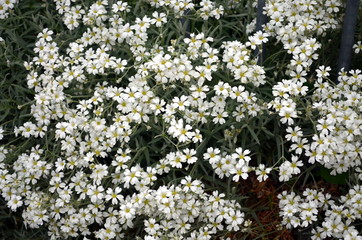 white blossoms Gypsophila repens on a bush