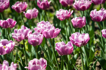 Fototapeta premium Tulip. Beautiful bouquet of tulips. colorful tulips. tulips in spring,colourful tulip