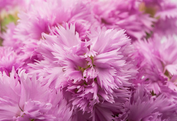 purple carnation