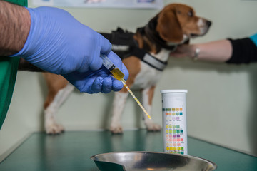 Le vétérinaire, analyse d'urine sur un chien un test  détermine le PH