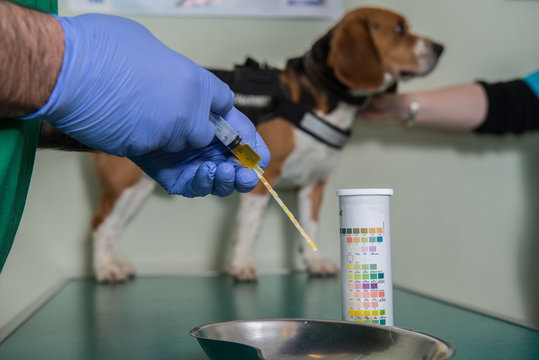 Le v&eacute;t&eacute;rinaire, analyse d'urine sur un chien un test  d&eacute;termine le PH