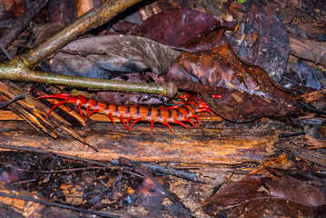 Close-up of Malaysian cherry red centipede
