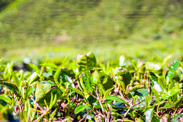 Tea bush leafs close up