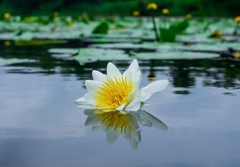 white lily in the pond