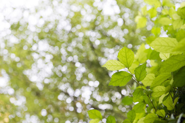 beautiful leaves with back light