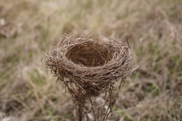 bird's Nest