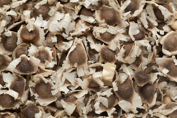 Organic Dried Moringa (Moringa oleifera) Seeds. Macro close up background texture. Top view.