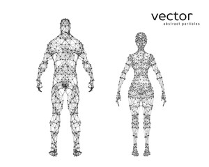 Vector illustration of male and female body