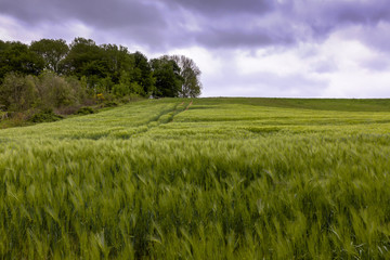 Obraz premium champs blé